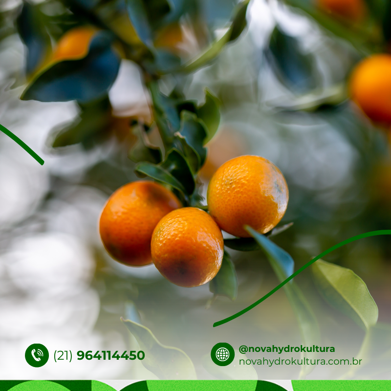 Escolhendo o Local Ideal: Luz e Ventilação que a Kinkan Ama - inspiração 1