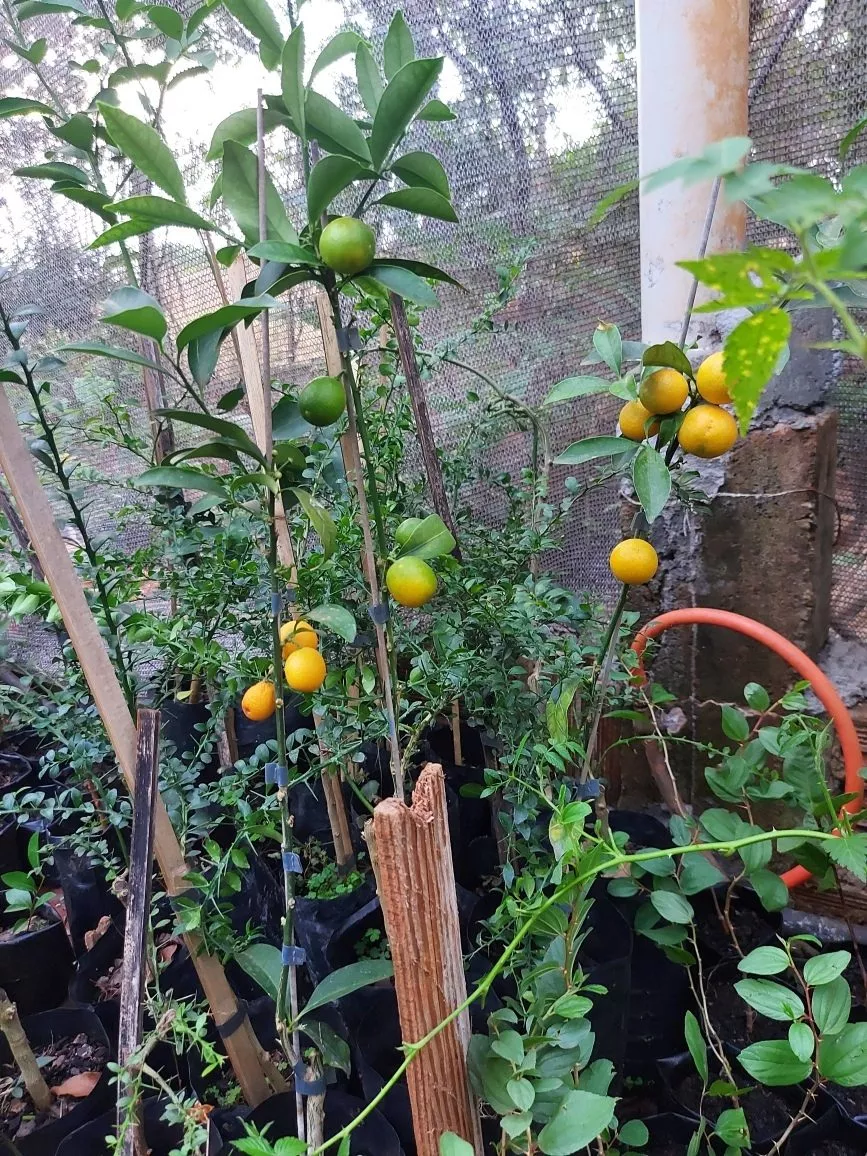 Cuidados Específicos para o Inverno e Mudanças Climáticas - inspiração 1