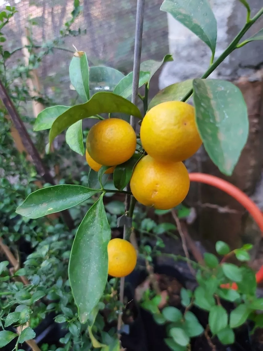 Cuidados Específicos para o Inverno e Mudanças Climáticas - inspiração 2