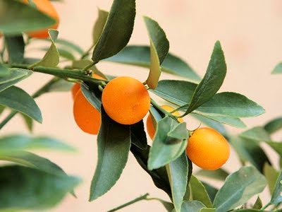 O Solo Perfeito: Nutrição e Drenagem para Raízes Saudáveis - inspiração 1