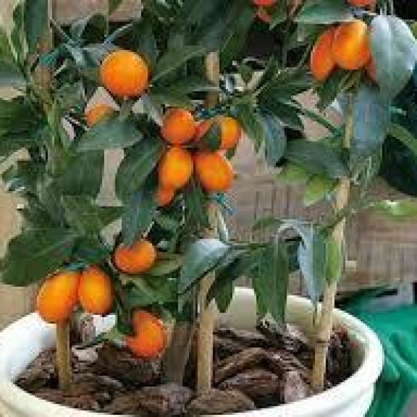 O Solo Perfeito: Nutrição e Drenagem para Raízes Saudáveis - inspiração 2