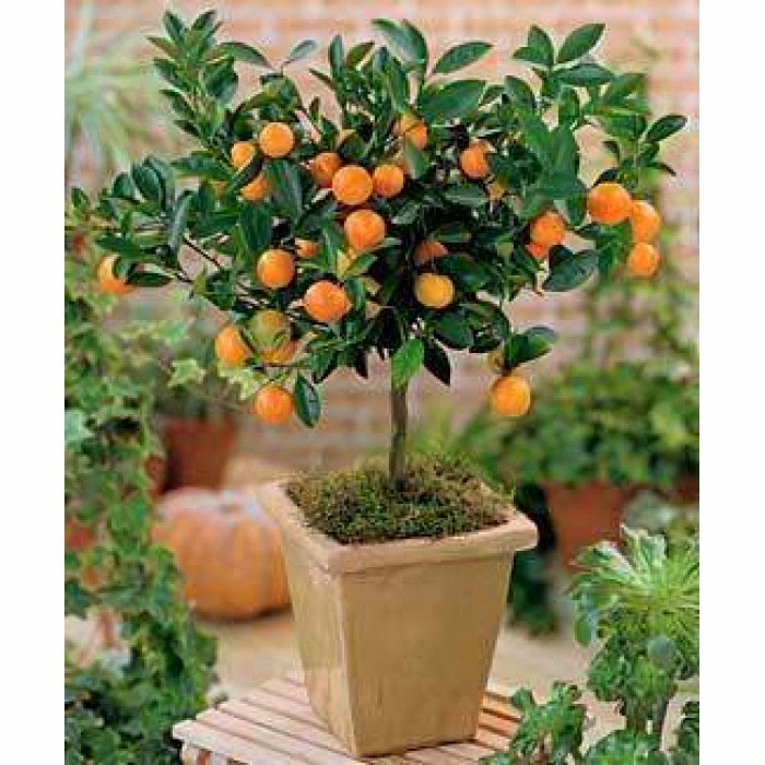 Plantio Correto: Do Vaso ao Canteiro, os Primeiros Passos da Sua Kinkan - inspiração 1