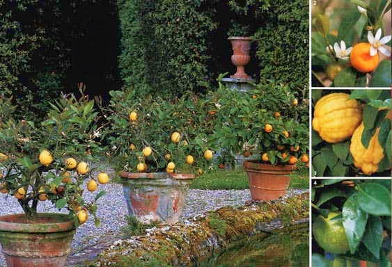 Plantio Correto: Do Vaso ao Canteiro, os Primeiros Passos da Sua Kinkan - inspiração 2