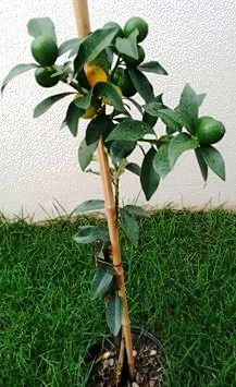 Rega Consciente: Equilíbrio Hídrico para Evitar Exageros e Falta - inspiração 2