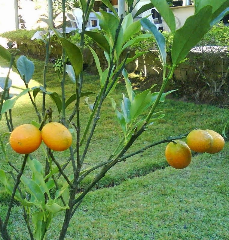 Adubação Estratégica: Alimentando Sua Kinkan para Frutos Abundantes - inspiração 2