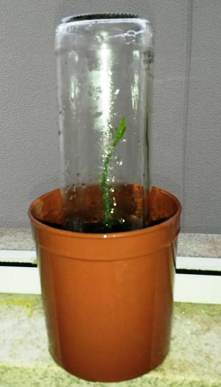 Poda Delicada: Modelando a Planta e Estimulando a Floração - inspiração 1