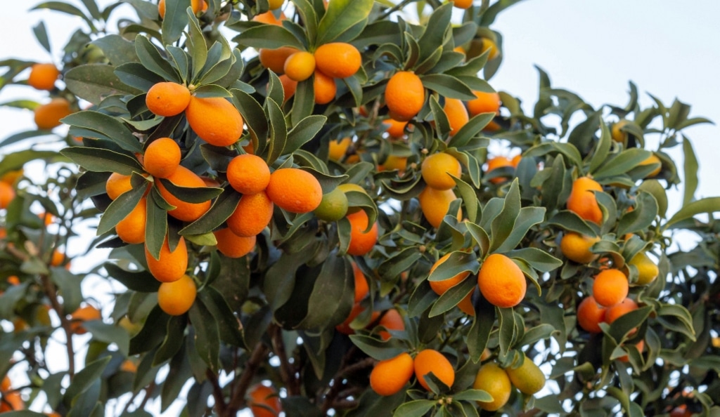 O Manejo de Pragas e Doenças: Prevenção é o Melhor Remédio - inspiração 1