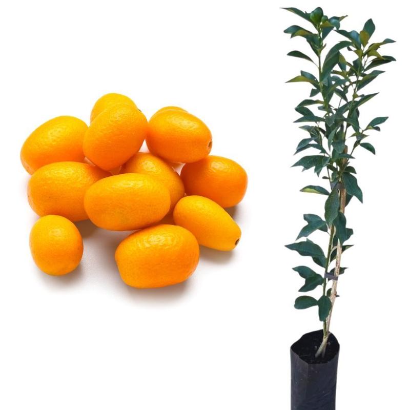 Propagação da Kinkan: Multiplicando o Prazer de Ter Essa Delícia - inspiração 1