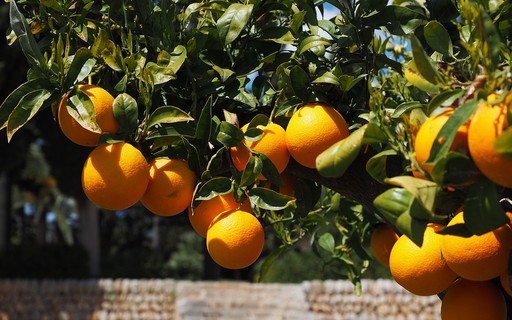 O Que Diz a Ciência Sobre a Polinização e o Desenvolvimento Inicial dos Frutos - inspiração 2