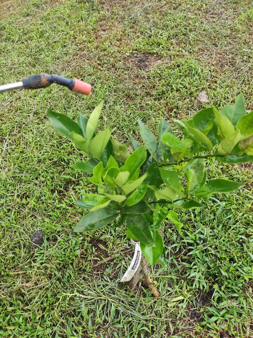 A Necessidade de Adubação Correta e No Momento Certo - inspiração 1
