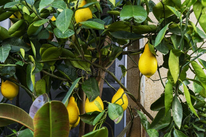 Estresse Hídrico: Como a Falta ou Excesso de Água Afeta Seus Pequenos Laranjas - inspiração 2