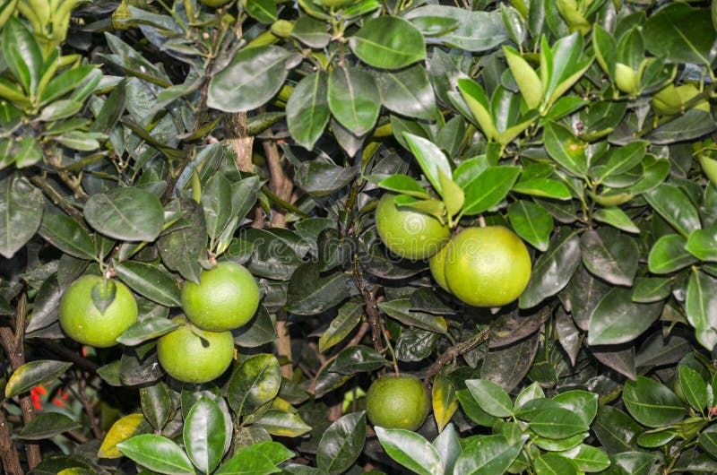 A Importância do Solo: Nutrição e pH Ideal Para Uma Laranjeira Saudável - inspiração 1