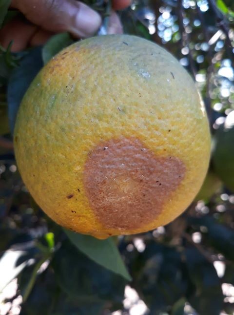 Ácaros: Pequenos Vilões que Deixam Marcas Indeléveis - inspiração 2