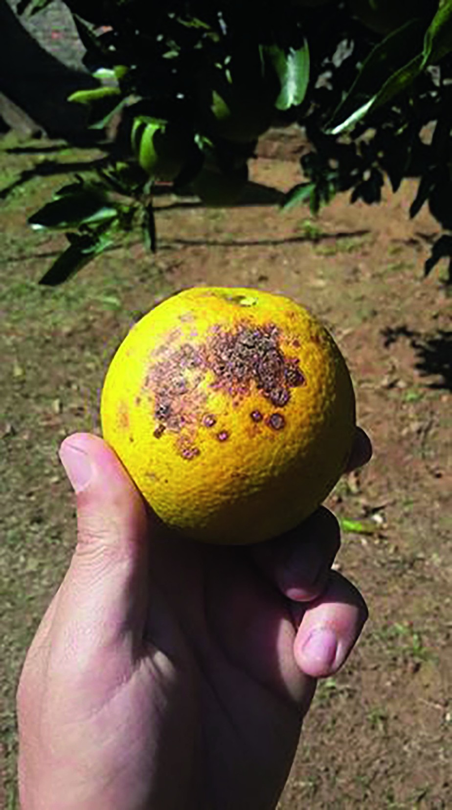 Lagartas: Devoradoras Incansáveis das Folhas e Frutos - inspiração 1