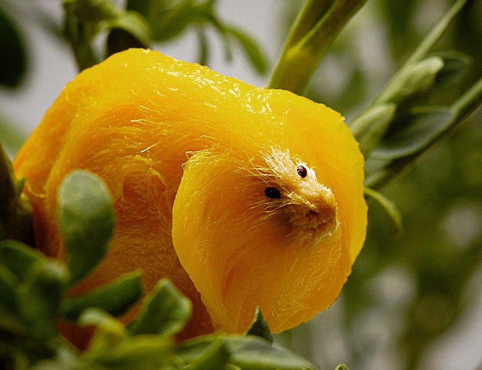 Lagartas: Devoradoras Incansáveis das Folhas e Frutos - inspiração 2