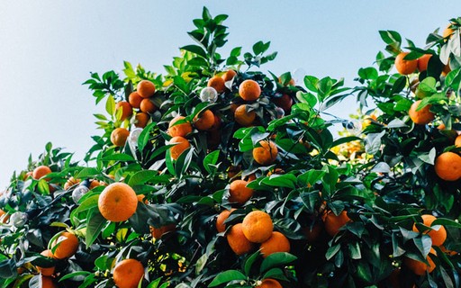 Métodos Naturais para o Controle de Pragas: Seus Aliados Verdes - inspiração 2