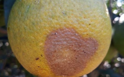 Receitas Caseiras Eficazes Contra Insetos nas Laranjas - inspiração 1