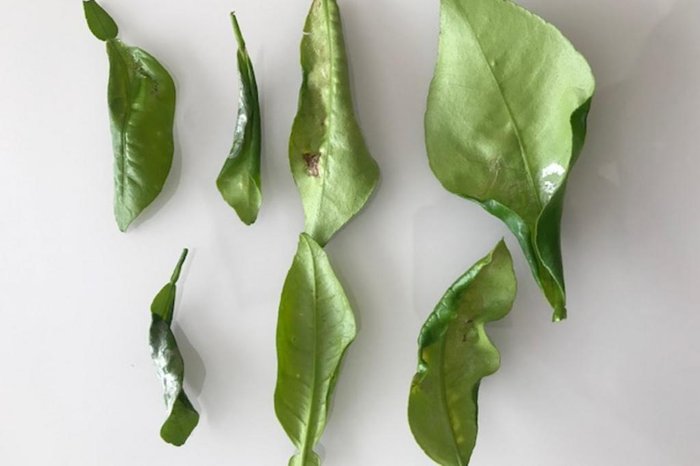 Umidade Ideal do Solo: O Equilíbrio Que Sua Laranjeira Pede - inspiração 2