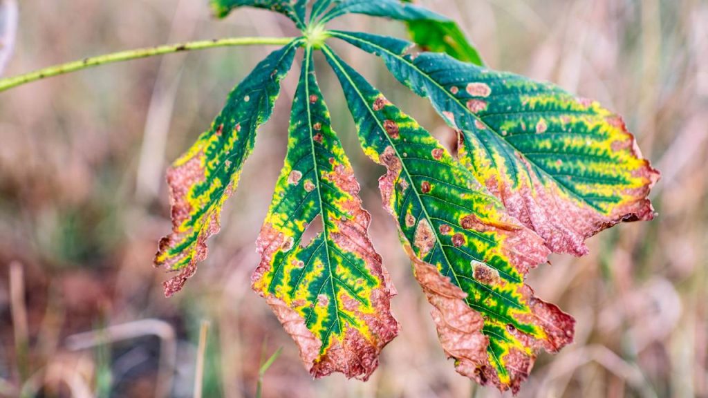 A Escolha Certa do Vaso e o Drenagem Essencial - inspiração 2