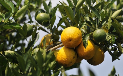 A Técnica Correta de Poda Para Prevenir o Problema - inspiração 2