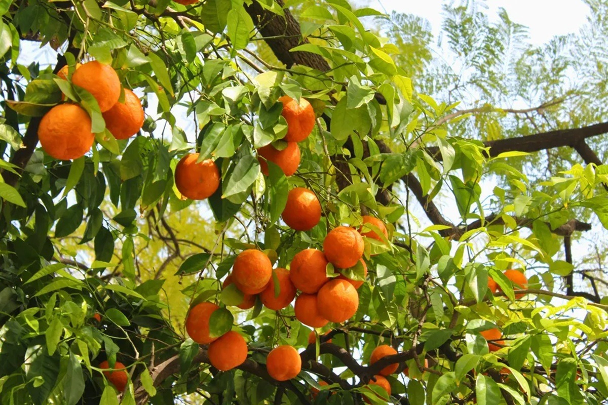 Adubação Estratégica: O Que Sua Laranjeira Precisa - inspiração 1