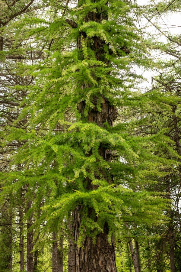 Cuidados Pós-Tratamento: Garantindo a Recuperação e a Saúde da Laranjeira - inspiração 2