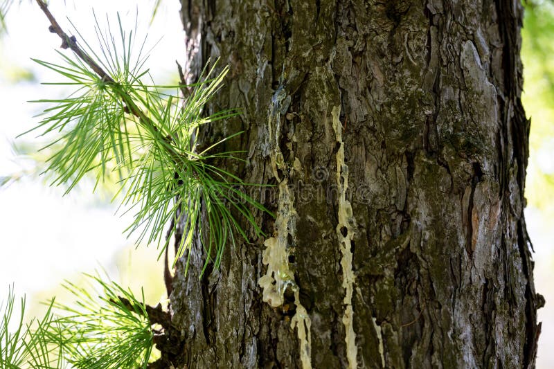 Técnicas de Poda Correta para Prevenir Problemas Futuros - inspiração 1