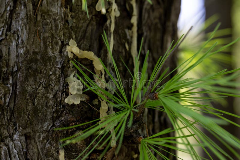 Monitoramento Contínuo: Como Observar Sinais de Alerta - inspiração 1