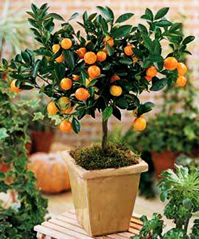 Escolhendo o Local Ideal: Sol e Proteção para o Seu Pé de Laranja - inspiração 1