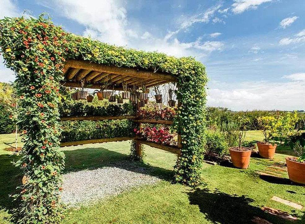 Rega Essencial: Quantidade e Frequência para Raízes Saudáveis - inspiração 1