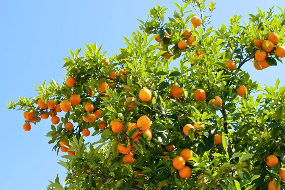 Regas Estratégicas: Equilíbrio Hídrico Essencial - inspiração 2