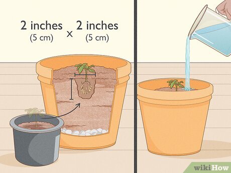 Poda e Manutenção: Moldando Sua Árvore Frutífera - inspiração 1