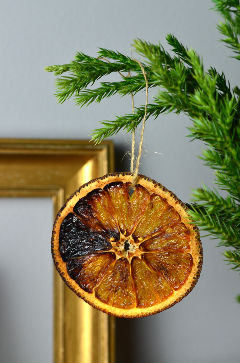 Doenças Fúngicas: Manchas, Mofo e a Marcha da Morte Lenta - inspiração 1