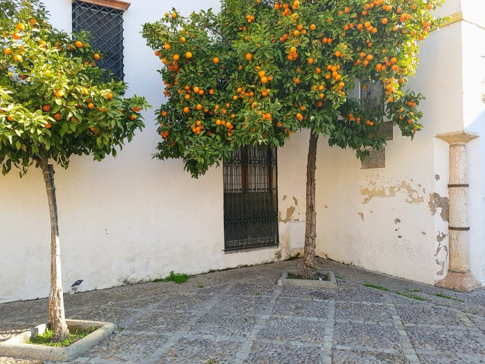 Uso Incorreto de Defensivos ou Fertilizantes: A Cura que Pode Piorar o Quadro - inspiração 2