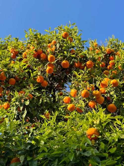 O Poder das Flores de Laranjeira: Perfume e Beleza - inspiração 1