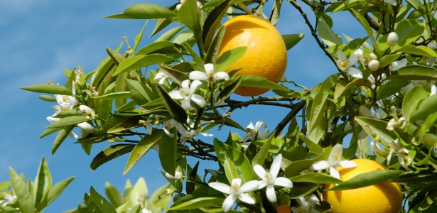 Adubação Estratégica: Nutrientes Que Fazem a Diferença - inspiração 2