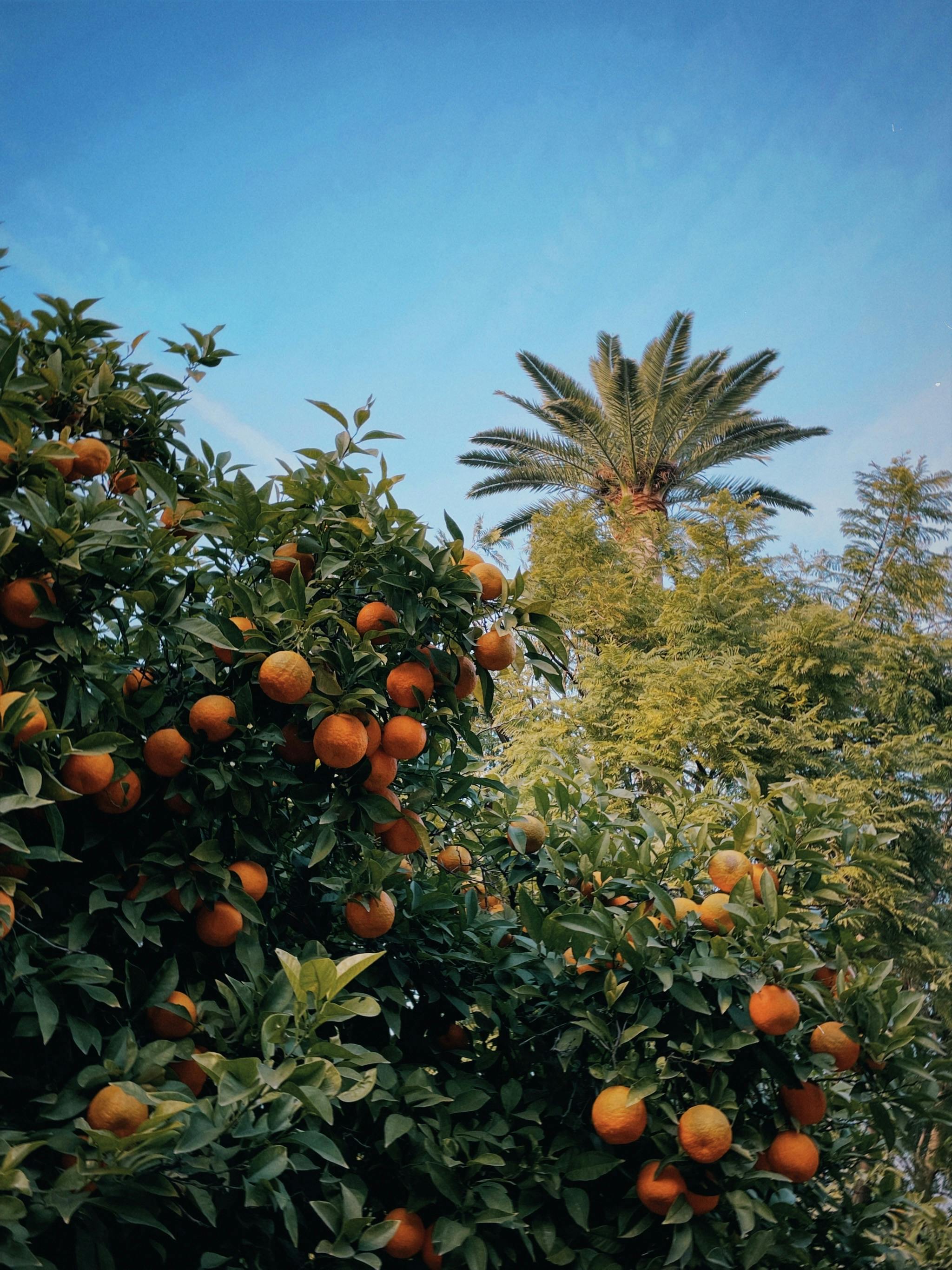 O Momento da Colheita: Saboreando Seus Frutos - inspiração 1