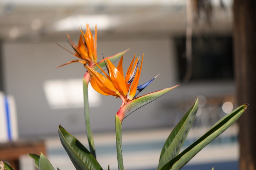 O Momento da Colheita: Saboreando Seus Frutos - inspiração 2