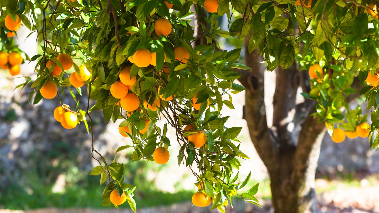 Variedades Que Amam o Sol Forte: Uma Escolha Inteligente - inspiração 2