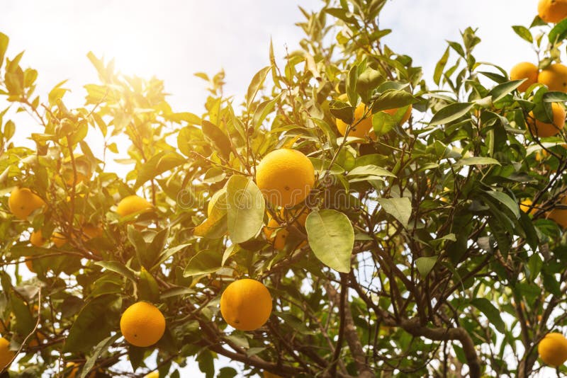 Cuidados Específicos para Vasos e Pequenos Espaços - inspiração 2