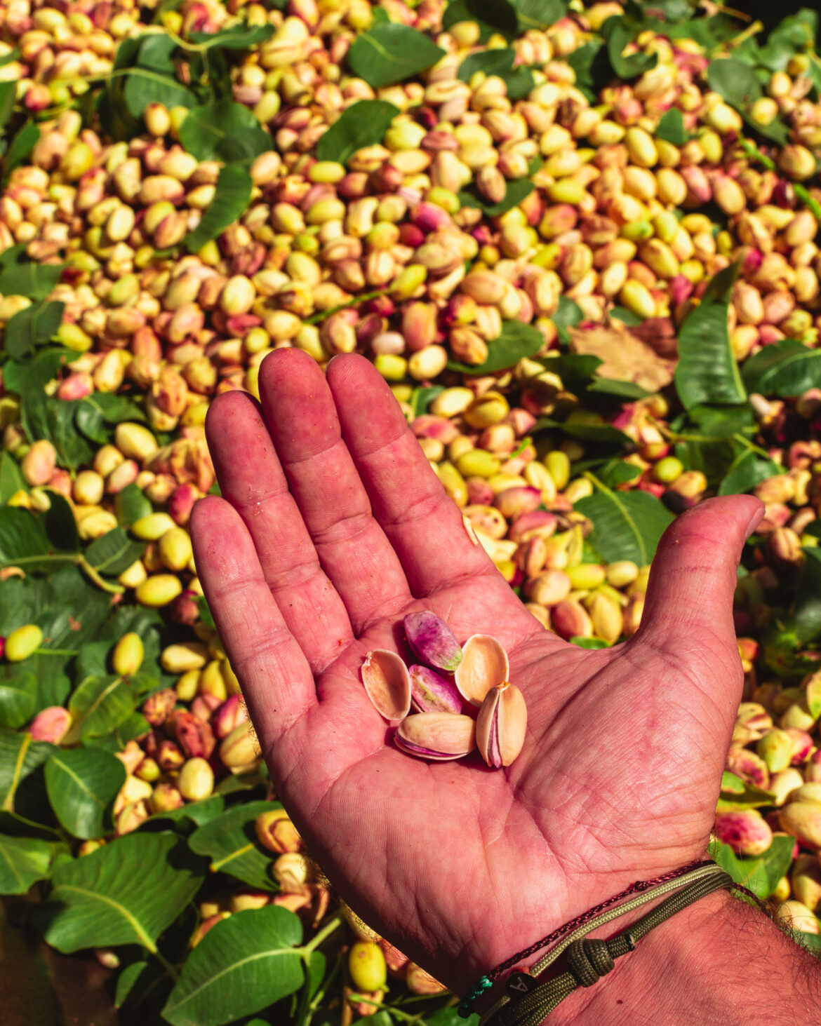 Variedades de Laranja: Escolhendo o Enxerto que Mais te Agrada - inspiração 2