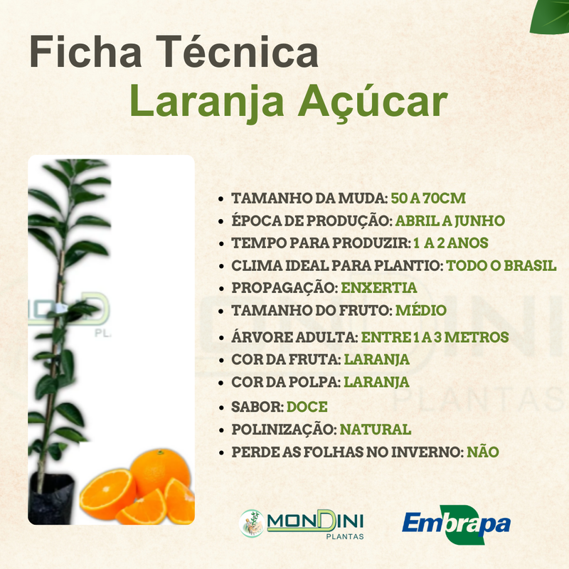 O Clima Certo: Identificando a Melhor Estação para o Enxerto - inspiração 2