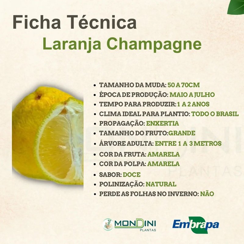 Sinais de Sucesso: O que Esperar nos Primeiros Meses - inspiração 1