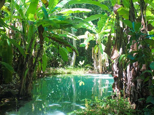 Relaxe nas Águas Cristalinas do Fervedouro Buriti - inspiração 1