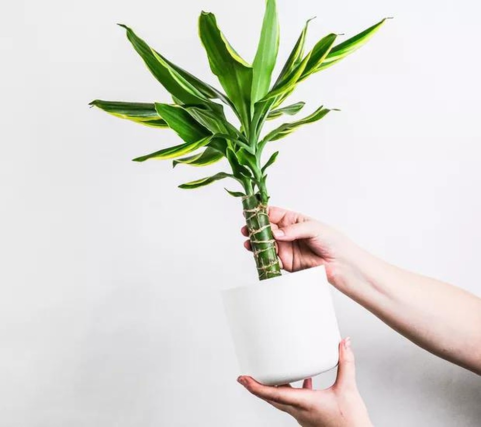 Cuidado com Pets e Crianças: Opções Seguras e Vibrantes - inspiração 1