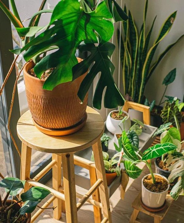 Rega Certa: Evitando os Erros Comuns que Matam Suas Aliadas - inspiração 2