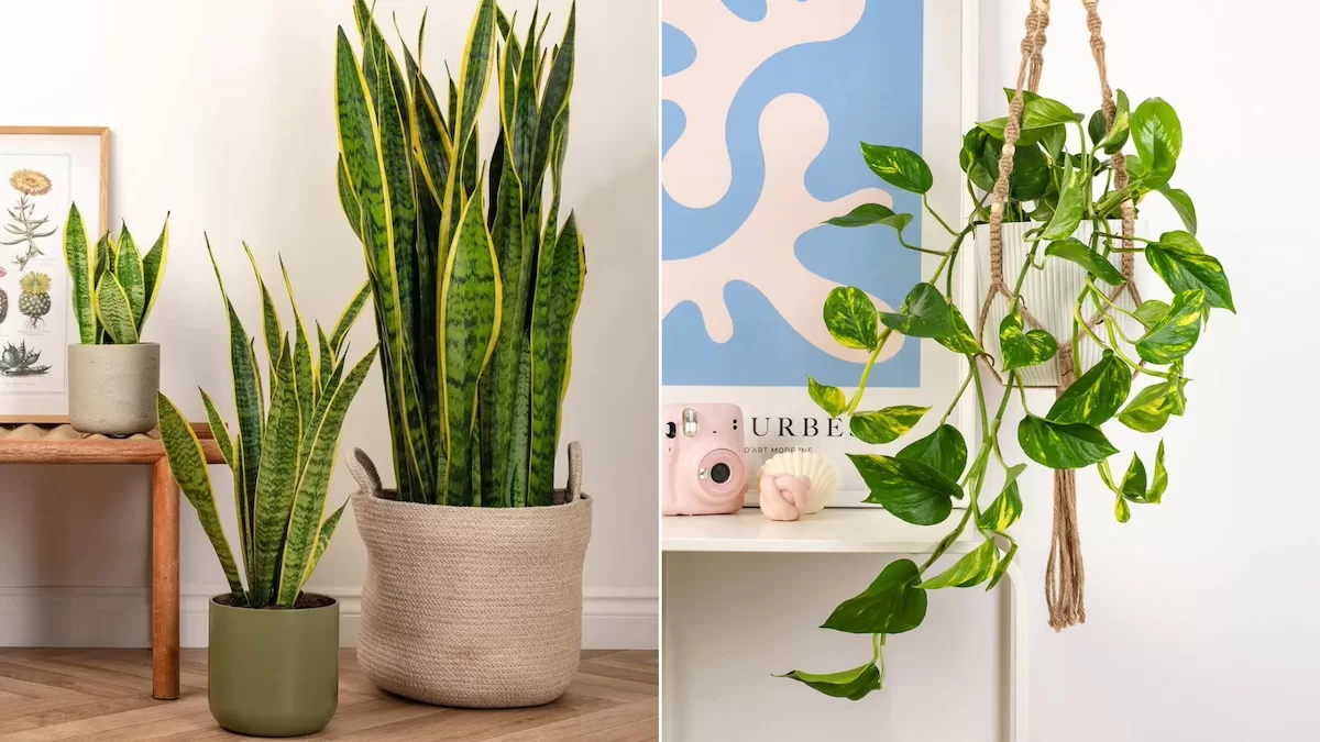 Poda e Limpeza: Mantendo a Saúde e a Beleza da Folhagem - inspiração 1