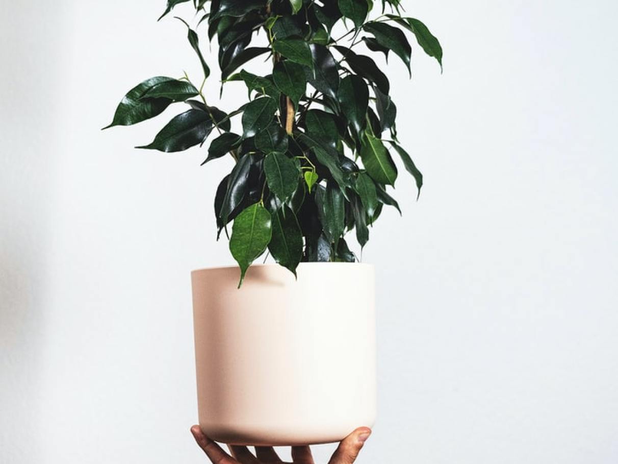 Poda e Limpeza: Mantendo a Saúde e a Beleza da Folhagem - inspiração 2