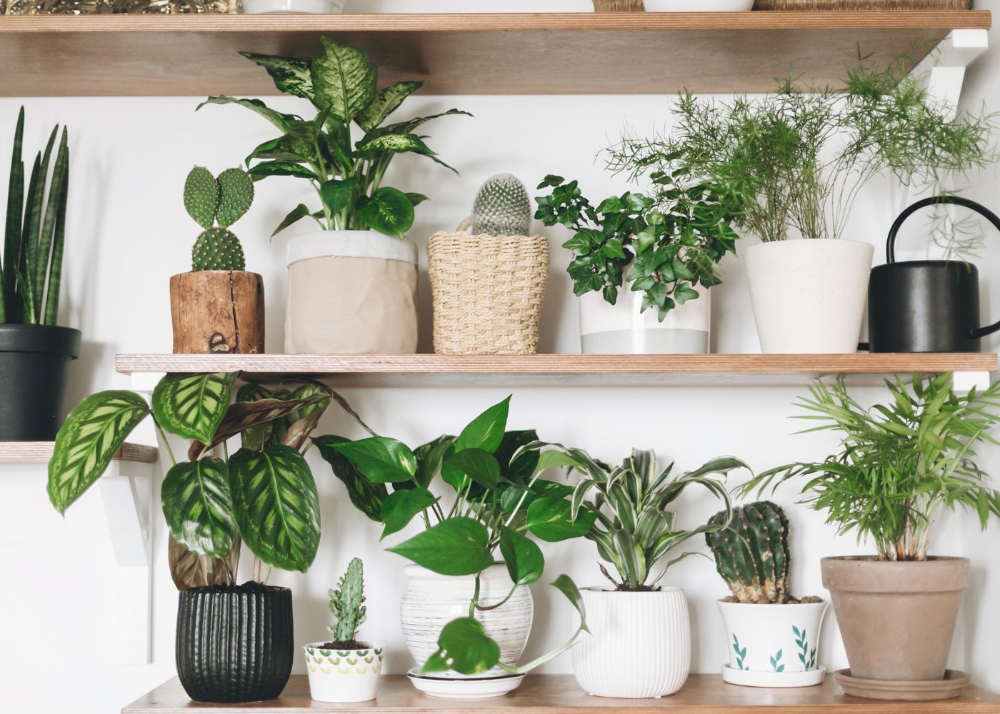 Umidade Ideal: Criando o Clima Perfeito Para Elas - inspiração 2