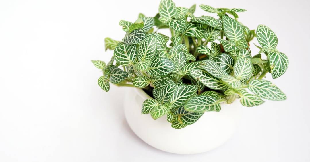 Combate a Poluentes Específicos: Indo Além do Básico - inspiração 1